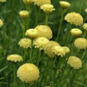 Santolina virens rosmarinifolia