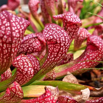 Sarracenia Scarlet Belle - Pitcher plant