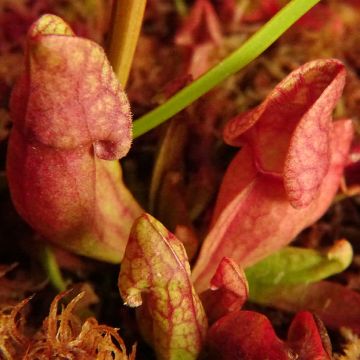 Sarracenia purpurea subsp. venosa - Southern Purple Pitcher Plant