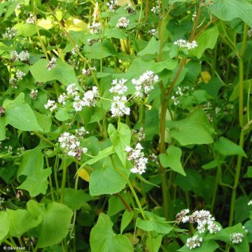 Common Buckwheat - Fagopyrum esculentum