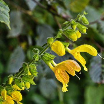 Salvia glutinosa