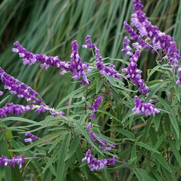 Salvia leucantha - Sauge arbustive