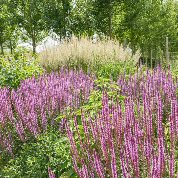 Sauge - Salvia nemorosa Amethyst