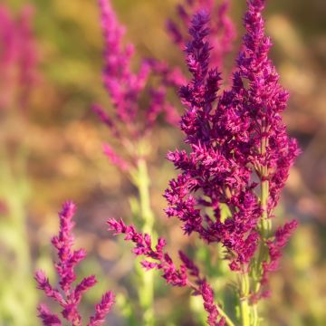 Salvia nemorosa Schwellenburg - Woodland Sage