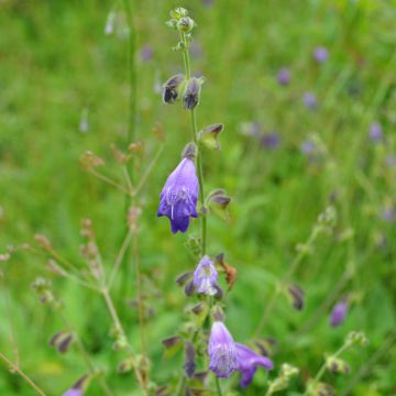 Salvia przewalskii