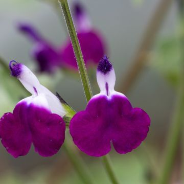 Salvia greggii Amethyst Lips