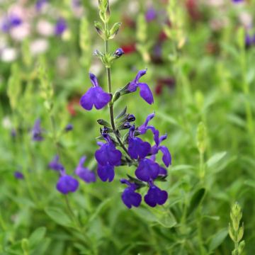 Salvia (x) microphylla Blue Note®