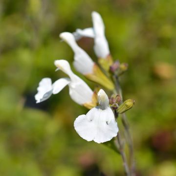 Salvia microphylla Gletsjer