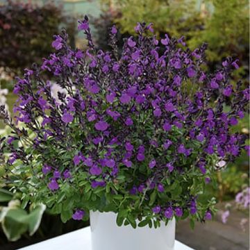Salvia greggii Mirage Violet