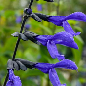 Sauge arbustive - Salvia guaranitica Black and Blue