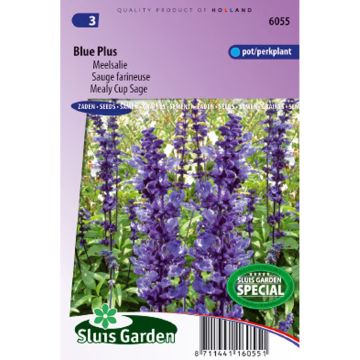 Salvia farinacea Blue Plus Seeds - Mealy Cup Sage