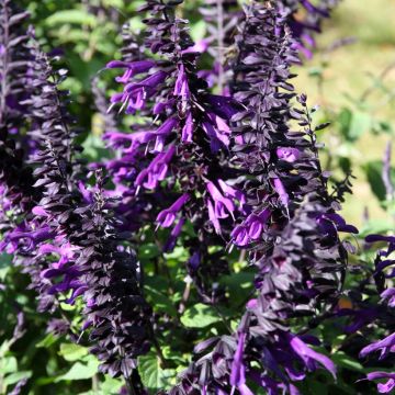 Salvia guaranitica Amistad violet