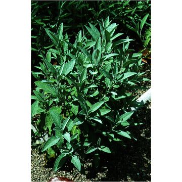 Sage seeds - Salvia officinalis