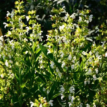 Salvia officinalis Albiflora