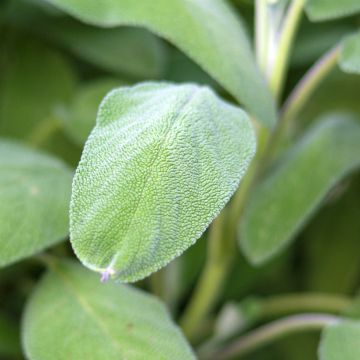 Sauge officinale Grower's Friend BIO en plants - Salvia officinalis