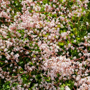 Saxifraga x urbium