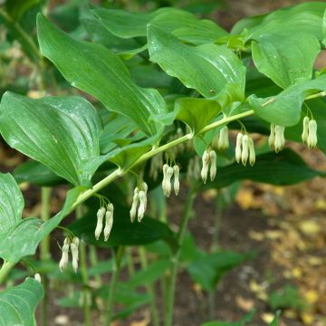 Polygonatum multiflorum - Solomon's Seal