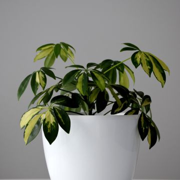 Schefflera arboricola Madame De Smet - Variegated umbrella tree