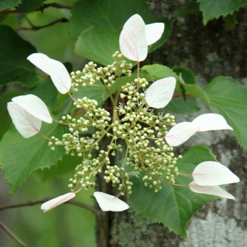 Schizophragma hydrangeoides Red Rhapsody