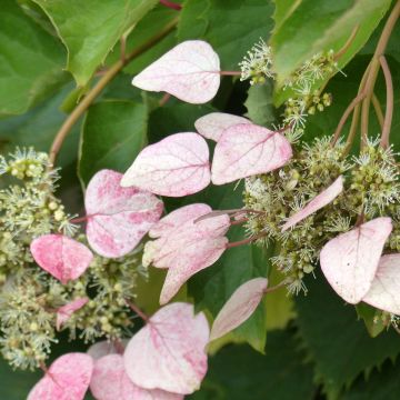 Schizophragma  hydrangeoides  Rose Sensation