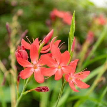 Schizostylis coccinea - crimson flag lily