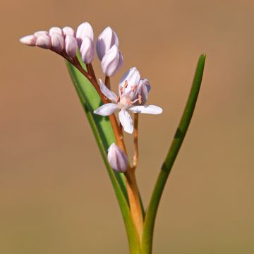 Scilla bifolia Rosea