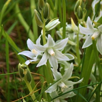 Scilla siberica Alba