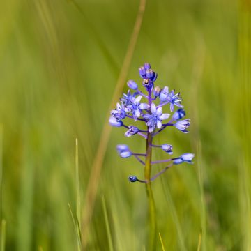 Scilla litardierei 