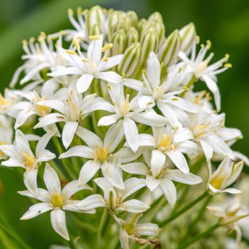 Scilla peruviana White Moon