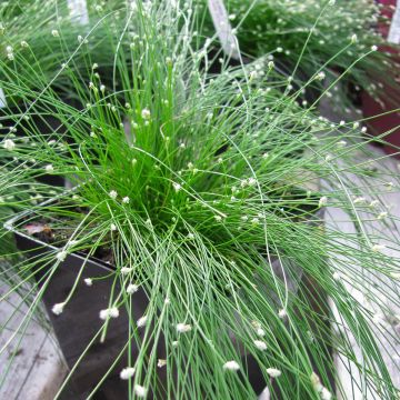 Scirpus cernuus - Fibre Optic Grass