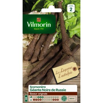 Russian Giant Black Scorzonera - Vilmorin seeds