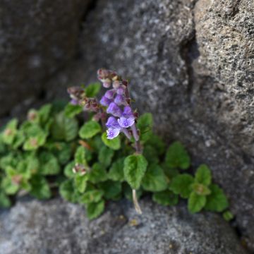 Scutellaria indica var. parviflora - Skullcap