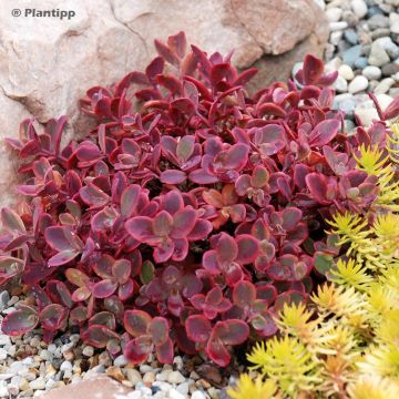 Sedum Sunsparkler Wildfire - Stonecrop