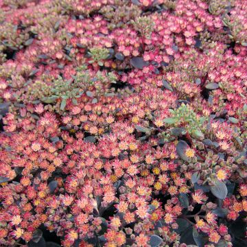 Sedum Sunsparkler Dazzleberry - Stonecrop
