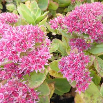 Sedum spectabile Tropical Night - Autumn Stonecrop