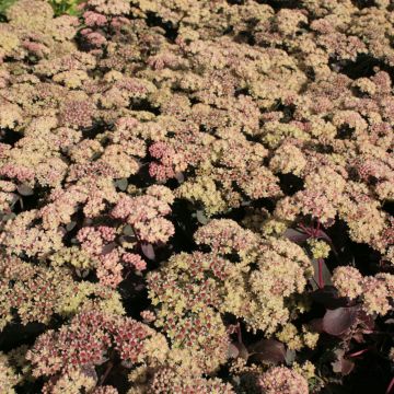 Sedum spectabile Twinkling Star - Autumn Stonecrop