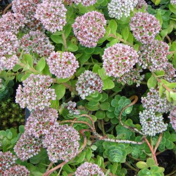 Sedum anacampseros