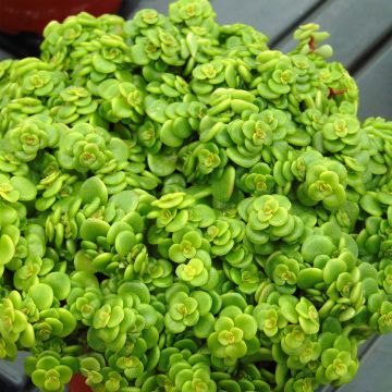 Sedum makinoi Lime - Stonecrop