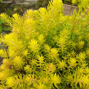 Sedum reflexum Yellow Cushion - Stonecrop