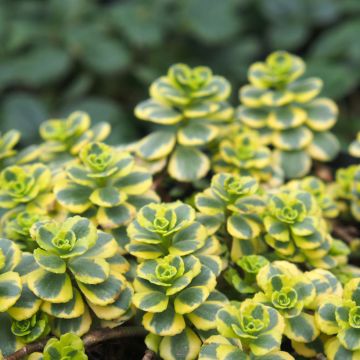 Sedum spurium Little Gecko - Stonecrop