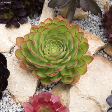 Sempervivum Gay Jester - Joubarbe hybride