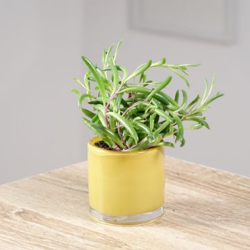 Senecio herreianus Purple Flush - Collier de perles, Séneçon de Herre