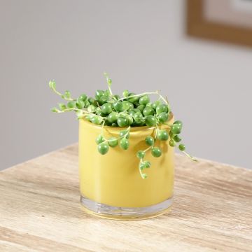 Senecio herreianus - String of tears