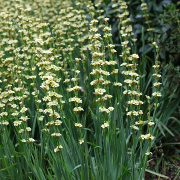 Sisyrinchium striatum