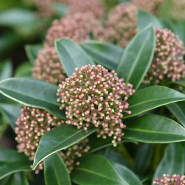 Skimmia japonica Marlot