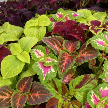 Solenostemon Wizard Mixed