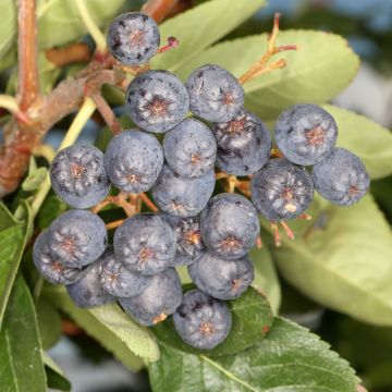 Sorbus aucuparia Black Ruby - Rowan