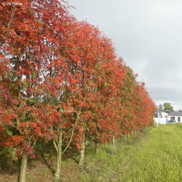 Sorbus commixta Olympic Flame