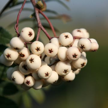 Sorbus White Swan - Arnold Rowan