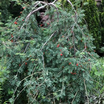 Sorbus aucuparia Pendula - Rowan